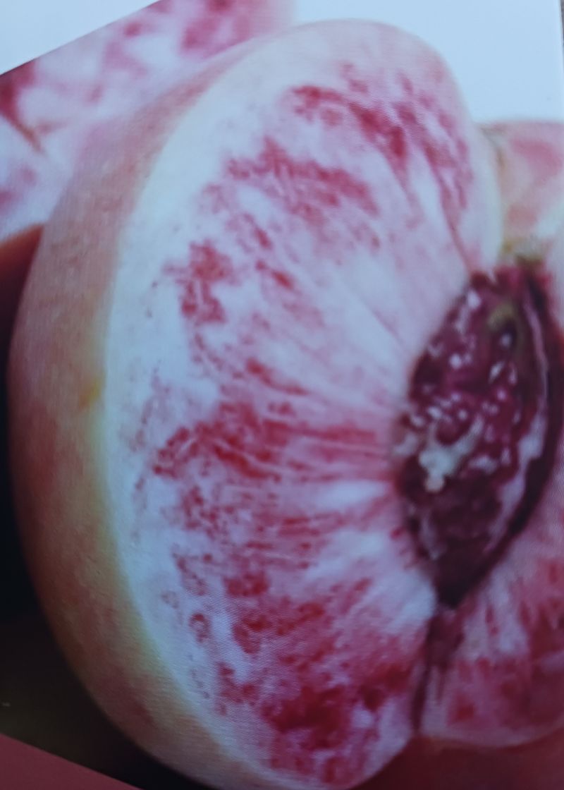 황덕순 님의 장터 판매 상품 [홍천대홍복숭아.특허품종] 첨부 사진