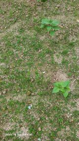 팜모닝 들깨·영농일지 게시글 이미지