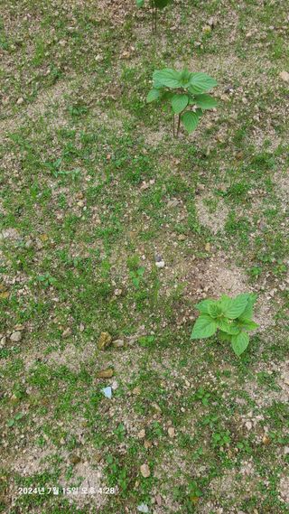 최종호님의 들깨 · 영농일지 작성글 사진