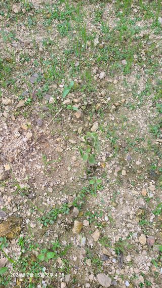 최종호님의 들깨 · 영농일지 작성글 사진