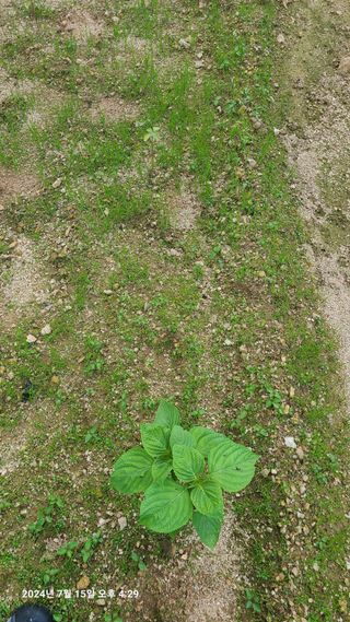 최종호님의 들깨 · 영농일지 작성글 사진