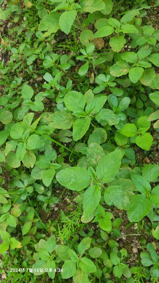 최종호님의 들깨 · 영농일지 작성글 사진