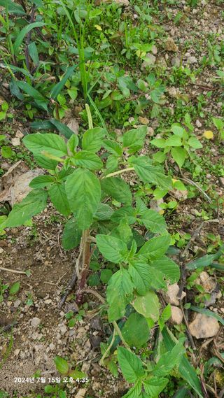 최종호님의 들깨 · 영농일지 작성글 사진