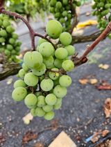 팜모닝 포도·영농일지 게시글 이미지