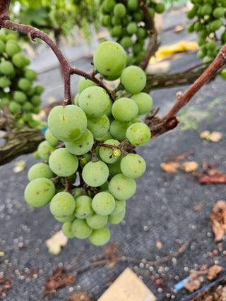 골실지기님의 포도 · 영농일지 작성글 사진