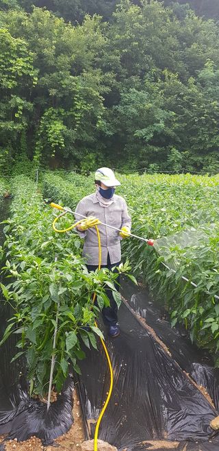 박춘서님의 고추 · 영농일지 작성글 사진