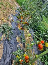 팜모닝 고추·영농일지 게시글 이미지