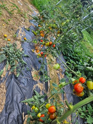 이기연님의 고추 · 영농일지 작성글 사진