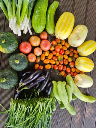 이기연님의 고추 · 영농일지 작성글 사진