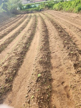 이제윤님의 들깨 · 영농일지 작성글 사진