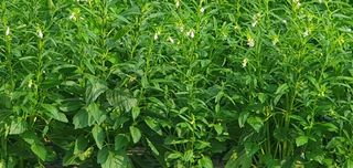 산따라들따라님의 참깨 · 영농일지 작성글 사진