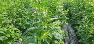 산따라들따라님의 참깨 · 영농일지 작성글 사진