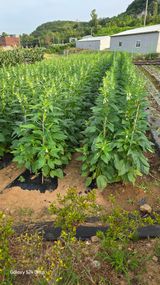 팜모닝 자유주제·자유게시판 게시글 이미지