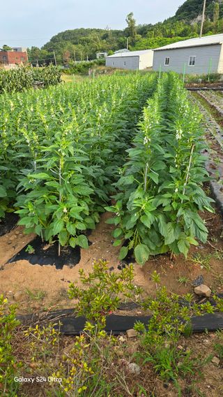 홍성부님의 자유주제 · 자유게시판 작성글 사진