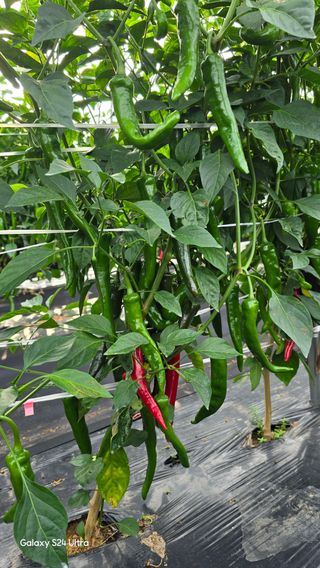 홍성부님의 자유주제 · 자유게시판 작성글 사진