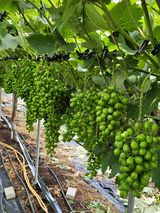 팜모닝 자유주제·자유게시판 게시글 이미지