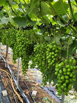 김덕조님의 자유주제 · 자유게시판 작성글 사진