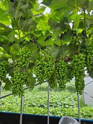 김덕조님의 자유주제 · 자유게시판 작성글 사진