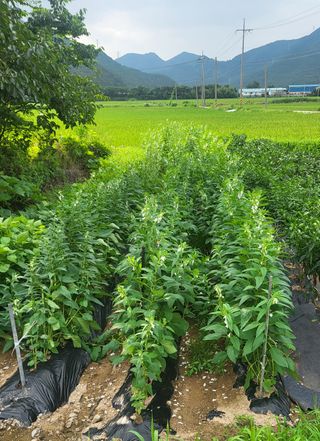 마늘님의 참깨 · 영농일지 작성글 사진