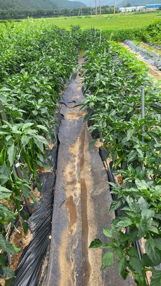 마늘님의 참깨 · 영농일지 작성글 사진