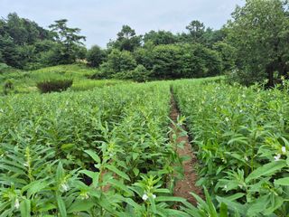 인호님의 참깨 · 영농일지 작성글 사진