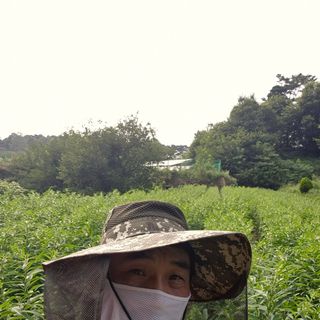 인호님의 참깨 · 영농일지 작성글 사진