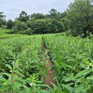 인호님의 참깨 · 영농일지 작성글 사진
