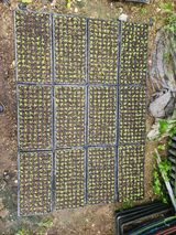 팜모닝 상추·영농일지 게시글 이미지