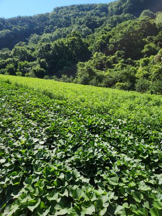 농군님의 고구마 · 영농일지 작성글 사진