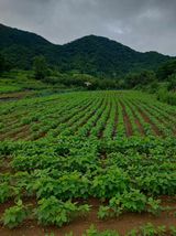 팜모닝 콩·영농일지 게시글 이미지