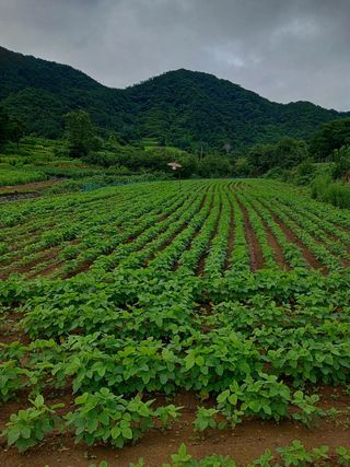 김형선님의 콩 · 영농일지 작성글 사진