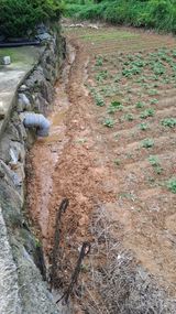 팜모닝 들깨·영농일지 게시글 이미지