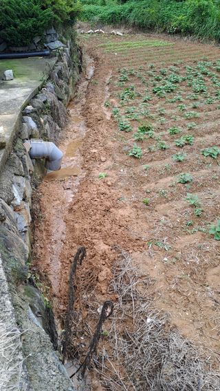 (힐링따오기쉼터)님의 들깨 · 영농일지 작성글 사진