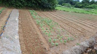 (힐링따오기쉼터)님의 들깨 · 영농일지 작성글 사진