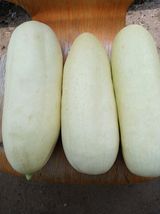 팜모닝 오이·영농일지 게시글 이미지