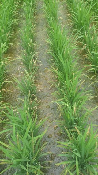 류강주님의 벼 · 영농일지 작성글 사진