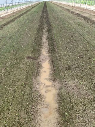 Simws17님의 시금치 · 영농일지 작성글 사진