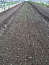 팜모닝 배추·영농일지 게시글 이미지