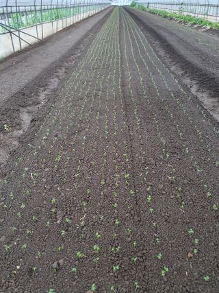 Simws17님의 배추 · 영농일지 작성글 사진