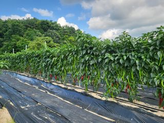 장두학님의 고추 · 영농일지 작성글 사진