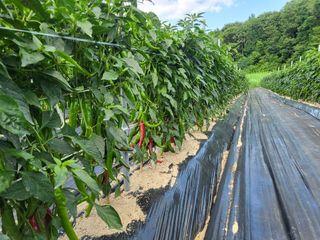 장두학님의 고추 · 영농일지 작성글 사진
