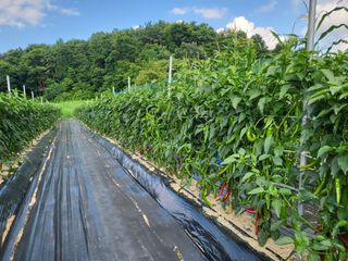 장두학님의 고추 · 영농일지 작성글 사진