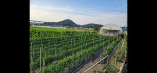 옥수수11269님의 마늘 · 영농일지 작성글 사진