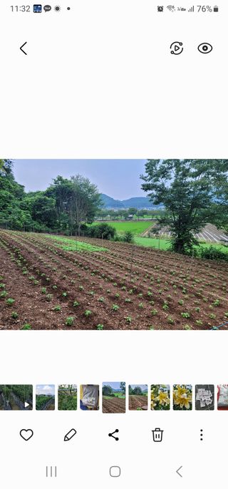 옥수수11269님의 마늘 · 영농일지 작성글 사진