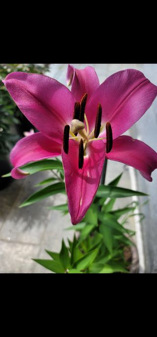 옥수수11269님의 마늘 · 영농일지 작성글 사진