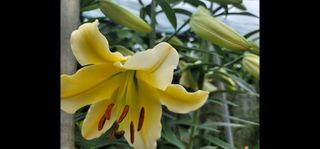 옥수수11269님의 마늘 · 영농일지 작성글 사진