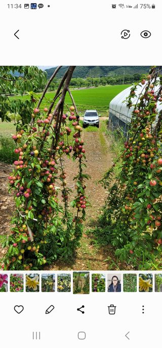 옥수수11269님의 마늘 · 영농일지 작성글 사진