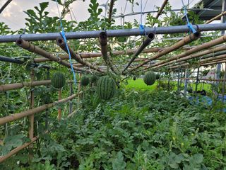 옥수수11269님의 마늘 · 영농일지 작성글 사진