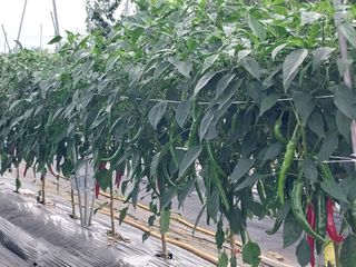 정양면 님의 고추 · 영농일지 작성글 사진