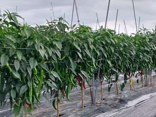 정양면 님의 고추 · 영농일지 작성글 사진